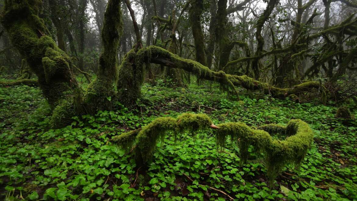 Exploring the Foggy Forest: A Journey through Southern Europe’s Bosque de Niebla