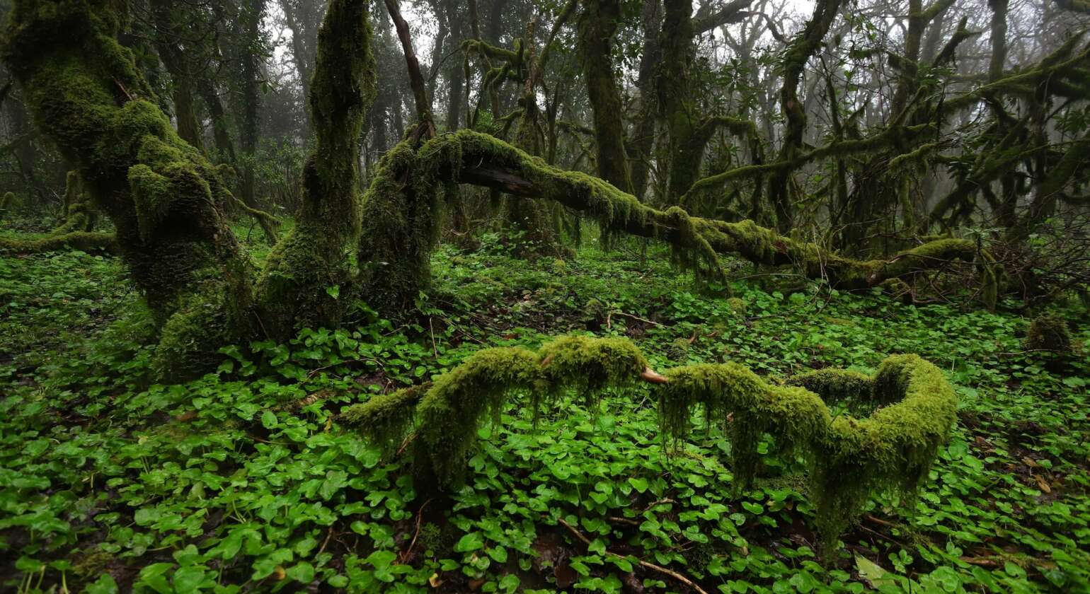 Exploring the Foggy Forest: A Journey through Southern Europe’s Bosque de Niebla