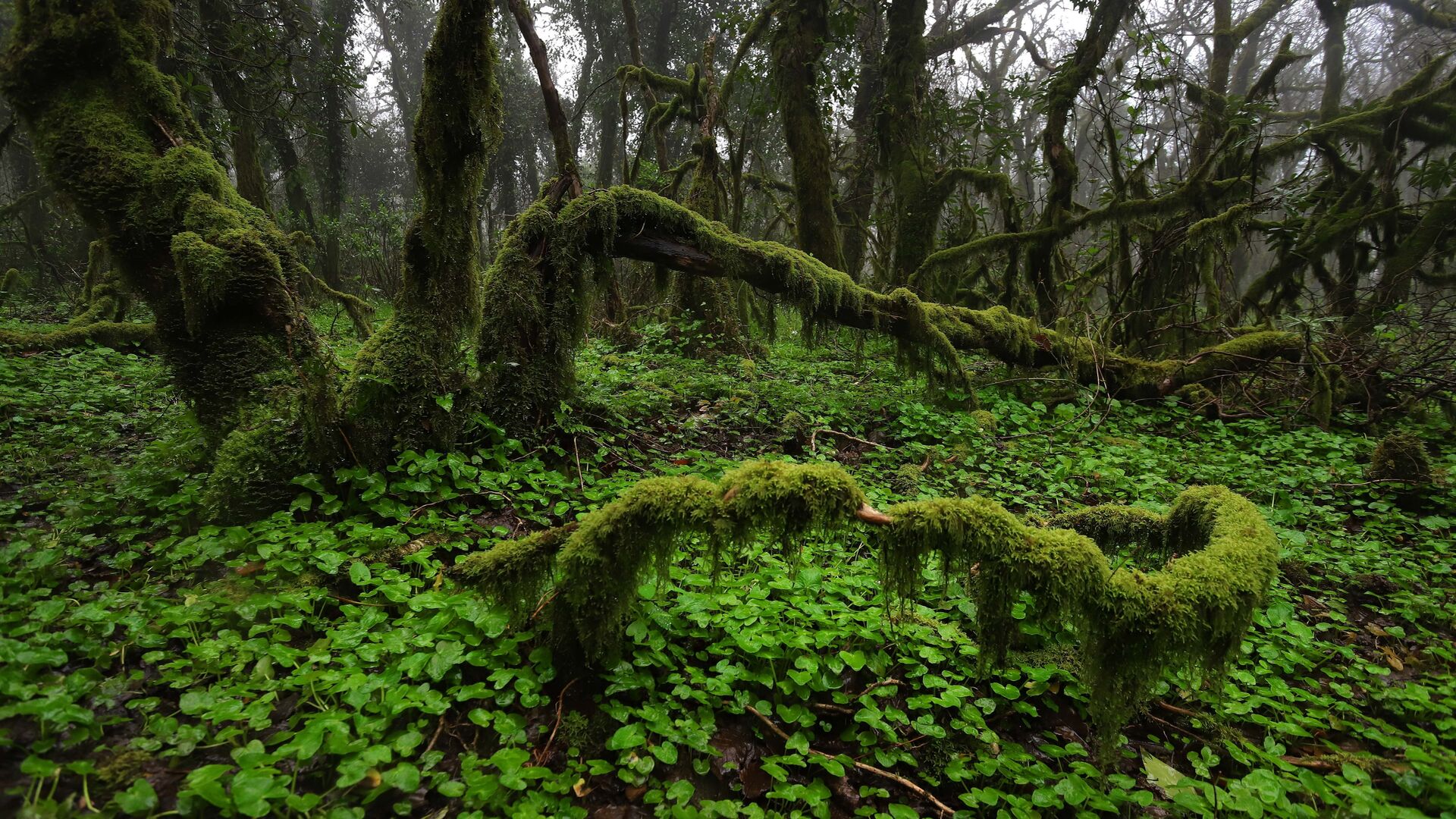 Explorando el Bosque de Niebla: Un viaje por el Bosque de Niebla del sur de Europa