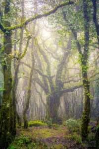 Explorando el Bosque de Niebla: Un viaje por el Bosque de Niebla del sur de Europa