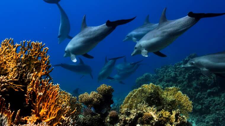 Snorkeling Destination Along the Mediterranean: From Nerja to the Strait of Gibraltar