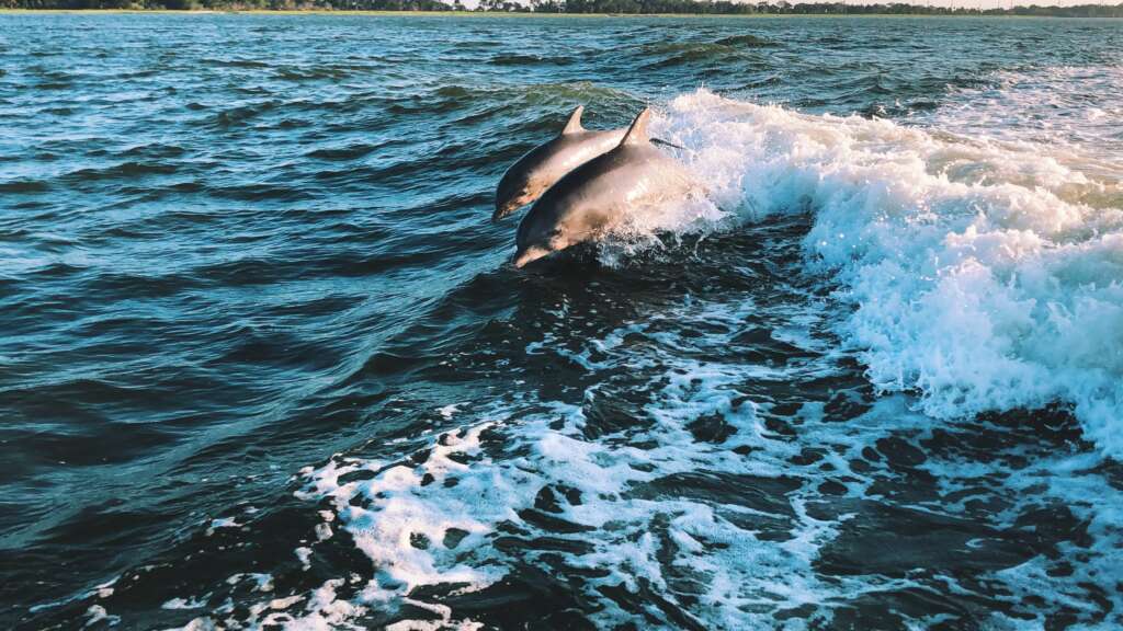 avistamiento de delfines en sotogrande delfines estepona velero