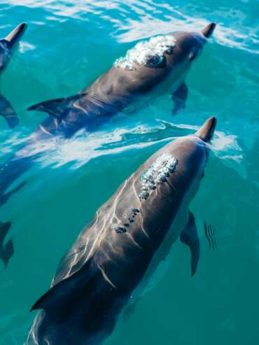 ver delfines en sotogrande ver delfines en estepona avistamiento de cetaceos