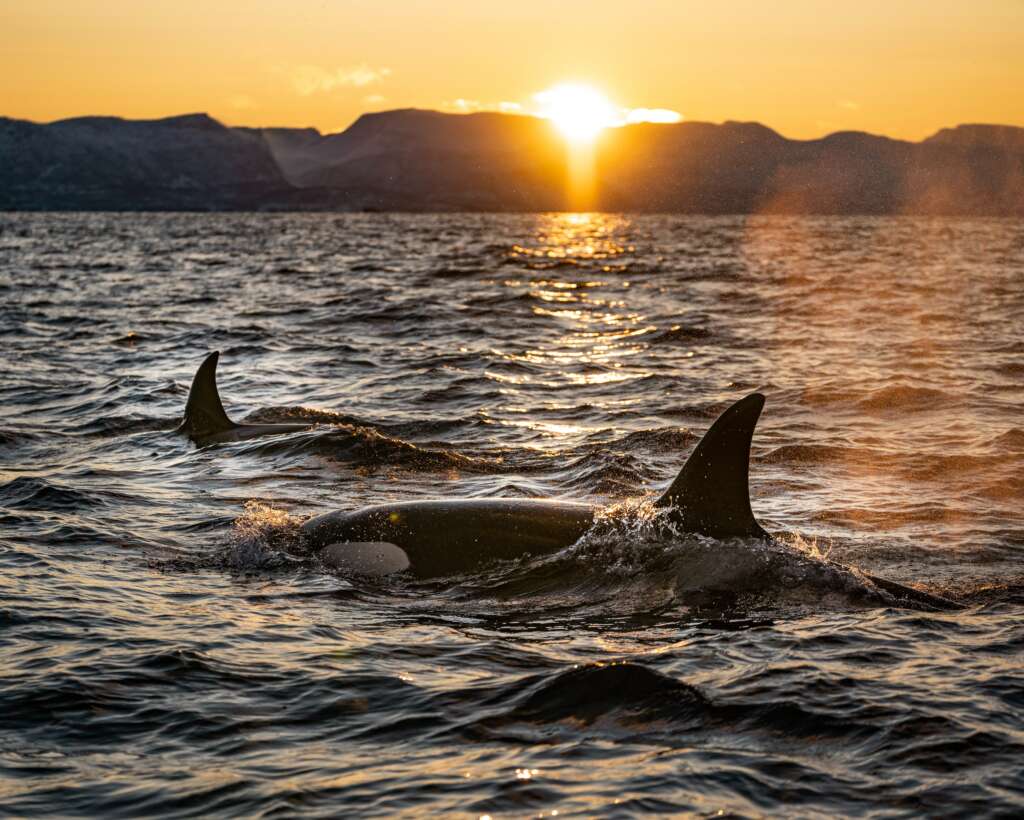 orcas ataques veleros gibraltar orcinus orcas gt barbate
