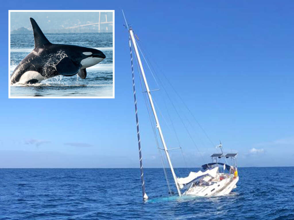 Orca Rip Huge Hole in Boat and Swim Away With Rudder in Terrifying Attack