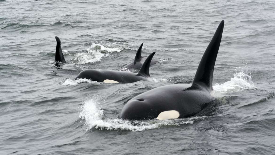 Orcas: Majestic Marine Creatures in the Strait of Gibraltar
