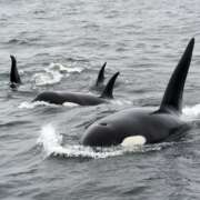 Orcas: Majestic Marine Creatures in the Strait of Gibraltar